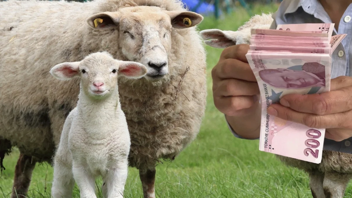 Bakanlık Ay Sonuna Mühlet Verdi: Hayvancılara Özel Destekler Sunuldu - Ekonomi Haberleri
